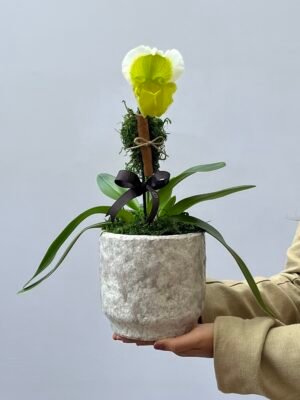 Orquidea Paphiopedilum 1
