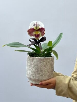 Orquidea Paphiopedilum
