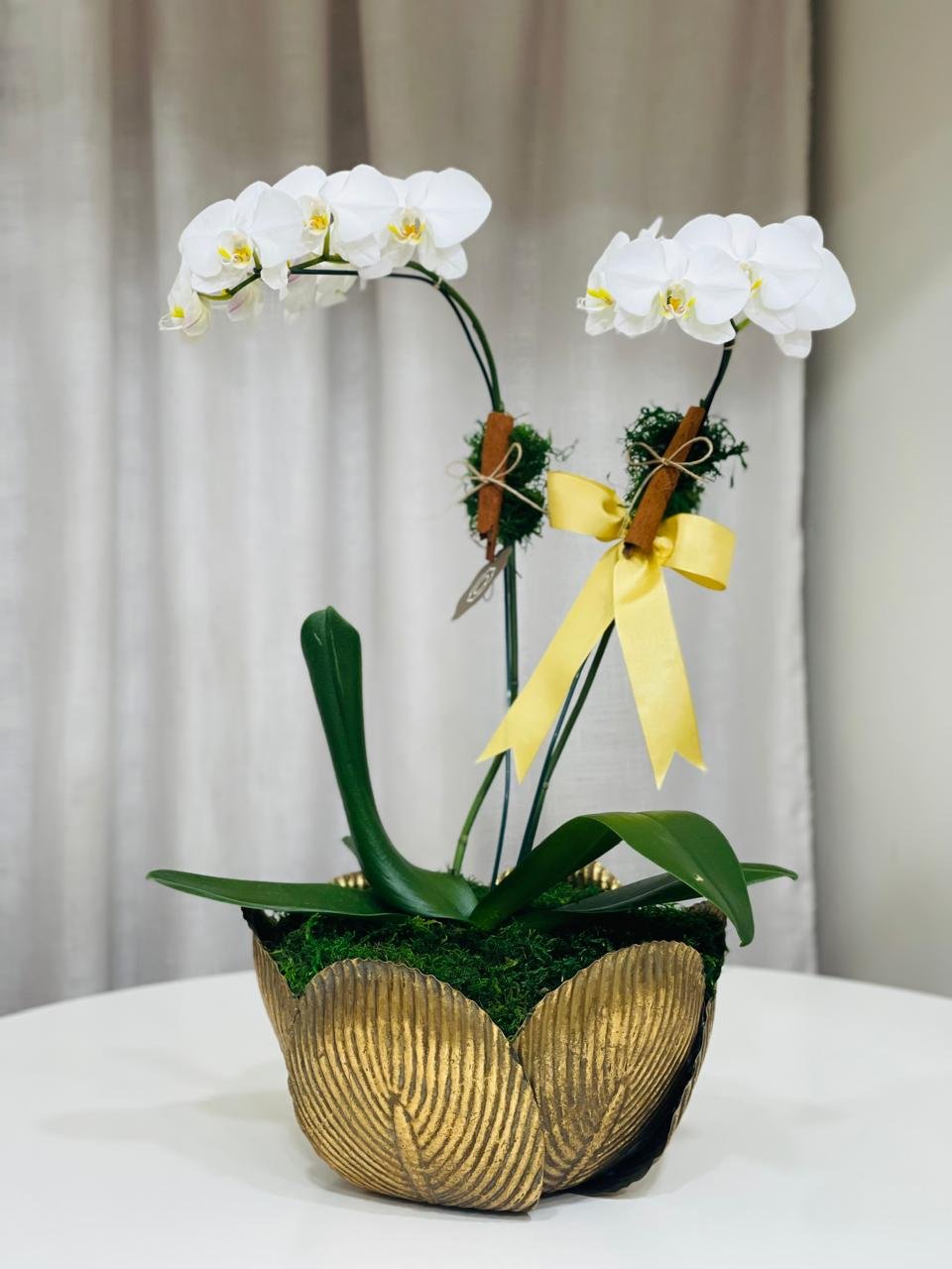 WhatsApp Image 2026-04-09 at 16.43.36 Imperial - Orquídea Phalaenopsis - Imagem 1