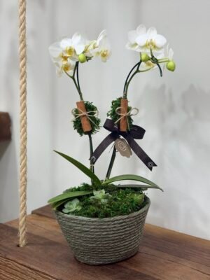 orquideas em gramado