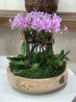 orquideas em gramado floricultura em gramado