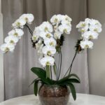 Buckingham - Orquídea Phalaenopsis