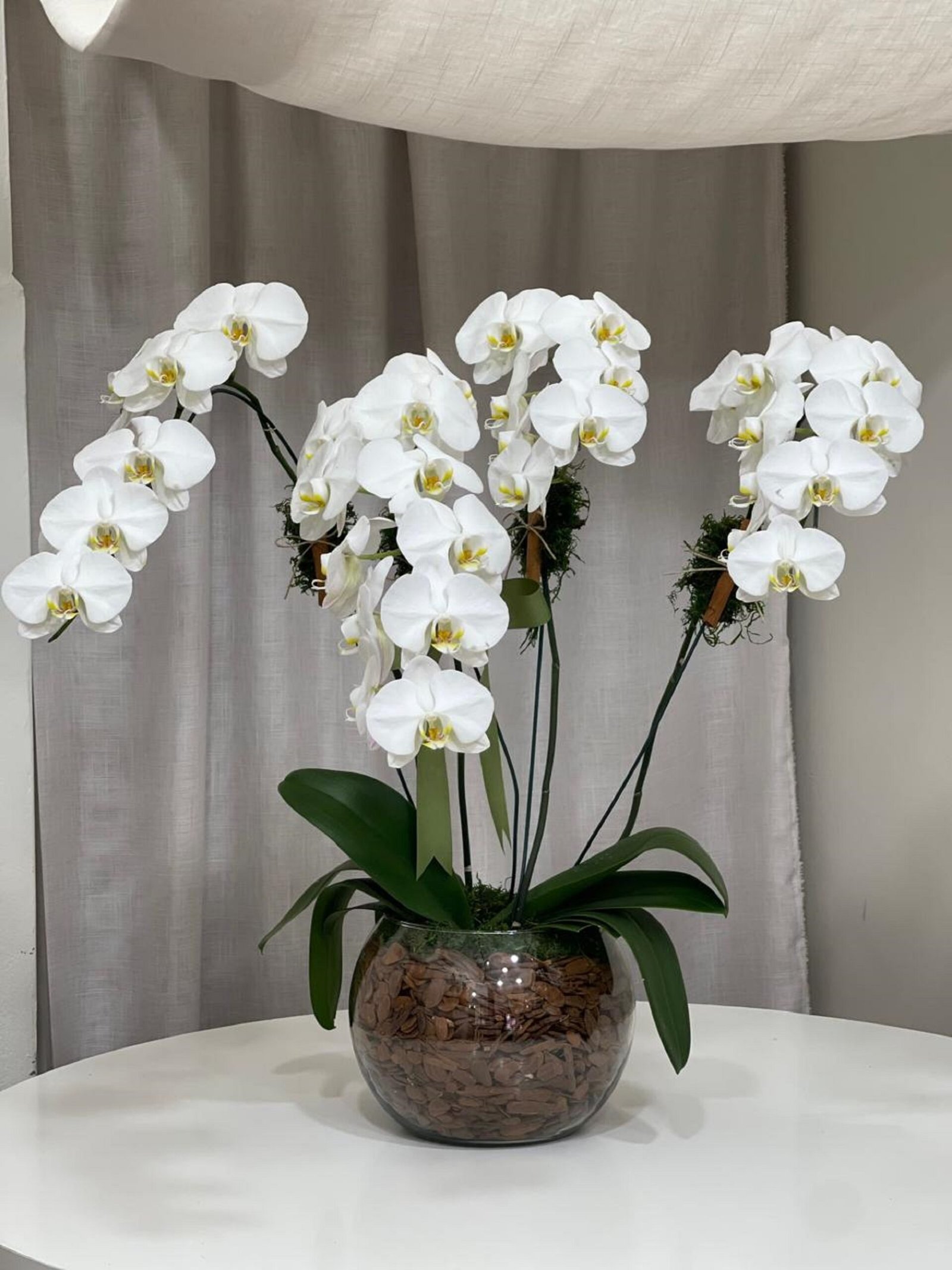 vaso de orquideas; flores para decorar Buckingham - Orquídea Phalaenopsis - Imagem 1