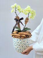 Essenza Toscana - Mini Orquídeas Phalaenopsis