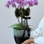 Nefertari – Mini Orquídeas Phalaenopsis