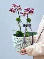 Velours - Mini Orquídeas Phalaenopsis
