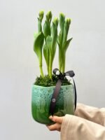 Tulipas do Amanhecer - Arranjo de Tulipas