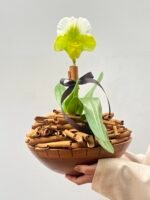 Allegra - Arranjo de Orquídeas Paphiopedilum
