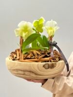 Lumina - Arranjo de  Orquídeas Paphiopedilum