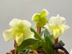 Lumina - Arranjo de  Orquídeas Paphiopedilum - Imagem 2