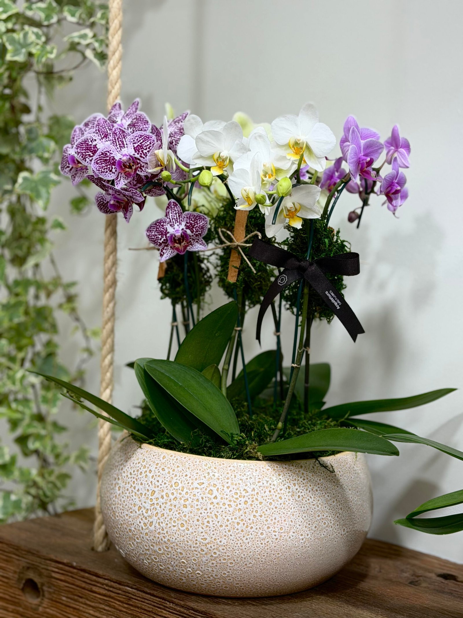 Orquídea Belle Orchidée -Mini Orquídeas Phalaenopsis - Imagem 1