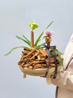 Élan Douré - Orquídea Paphiopedilum