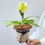 Solara - Orquídea Paphiopedilum
