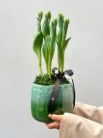 Tulipas do Amanhecer