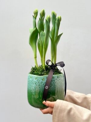onde comprar Tulipas em Porto alegre