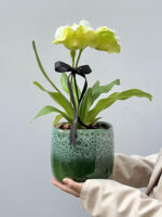 Belluno - Orquídea Paphiopedilum