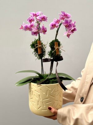 orquidea 1
