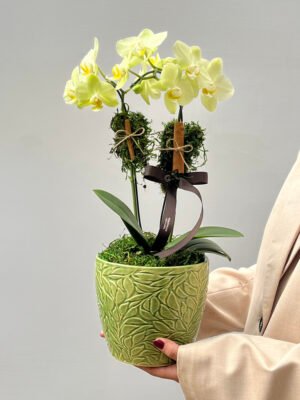 orquidea 2