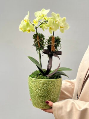 orquidea 2 scaled