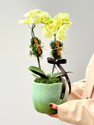 orquidea 3