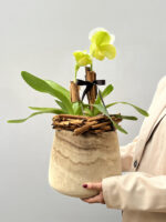 Verde Lumiare - Orquídea Paphiopedilum