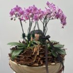 Duquesa - Mini Orquídeas Phalaenópsis Cor-de-Rosa