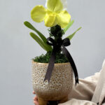 Avorio - Orquídea Paphiopedilum
