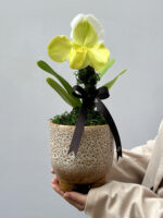 Avorio - Orquídea Paphiopedilum