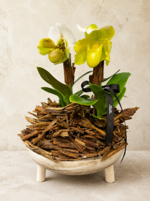 Orquidea Paphiopedilno bairro moinhos de ventio em Porto Alegre RS 1