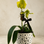 Perfora - Orquídea Paphiopedilum