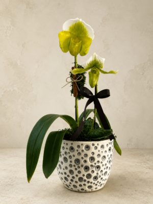 Orquidea Paphiopedilno bairro moinhos de ventio em Porto Alegre RS 2