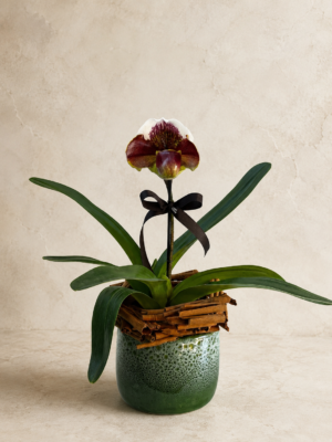Orquidea Paphiopedilno bairro moinhos de ventio em Porto Alegre RS