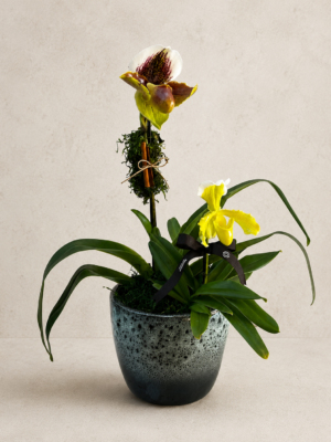 Orquidea Paphiopedilum