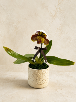 Orquidea Paphiopedilum em Porto Alegre