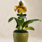 Folium - Orquídea Paphiopedilum