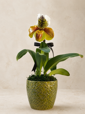 Orquidea Paphiopedilum em Porto Alegre RS