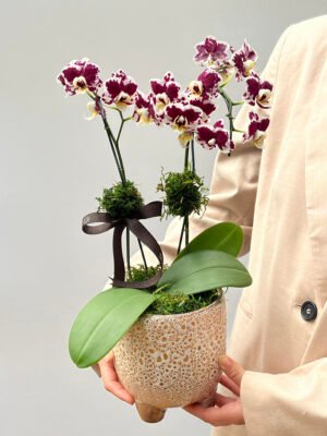 Orquidea Porto Alegre Perto de mim Floricultura