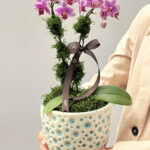 Majesté - Mini Orquídeas Phalaenopsis