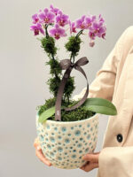 Majesté - Mini Orquídeas Phalaenopsis