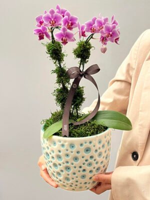 Orquidea Porto Alegre perto de mim scaled