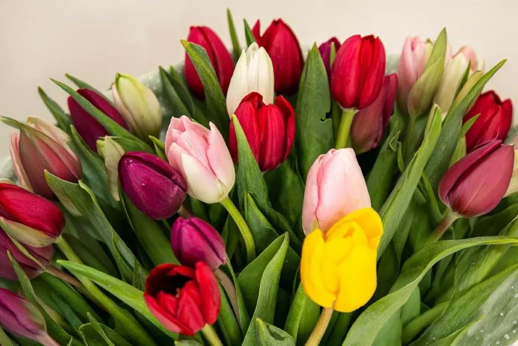 Flores para o inverno: as espécies que florescem no frio e transformam qualquer presente