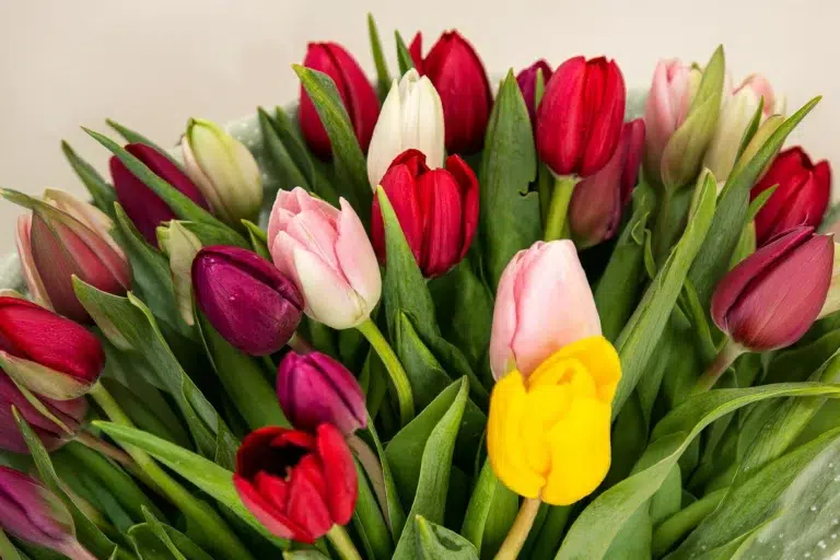 Flores para o inverno: as espécies que florescem no frio e transformam qualquer presente