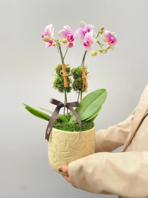 orquidea 1