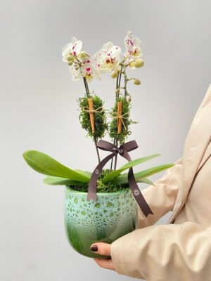 orquidea