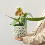 Reflet de Soie - Orquídea Paphiopedilum