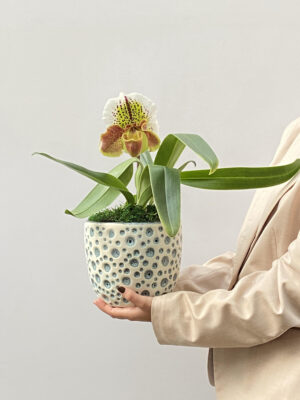 orquidea arquitetura das flores floriculturas perto de mim