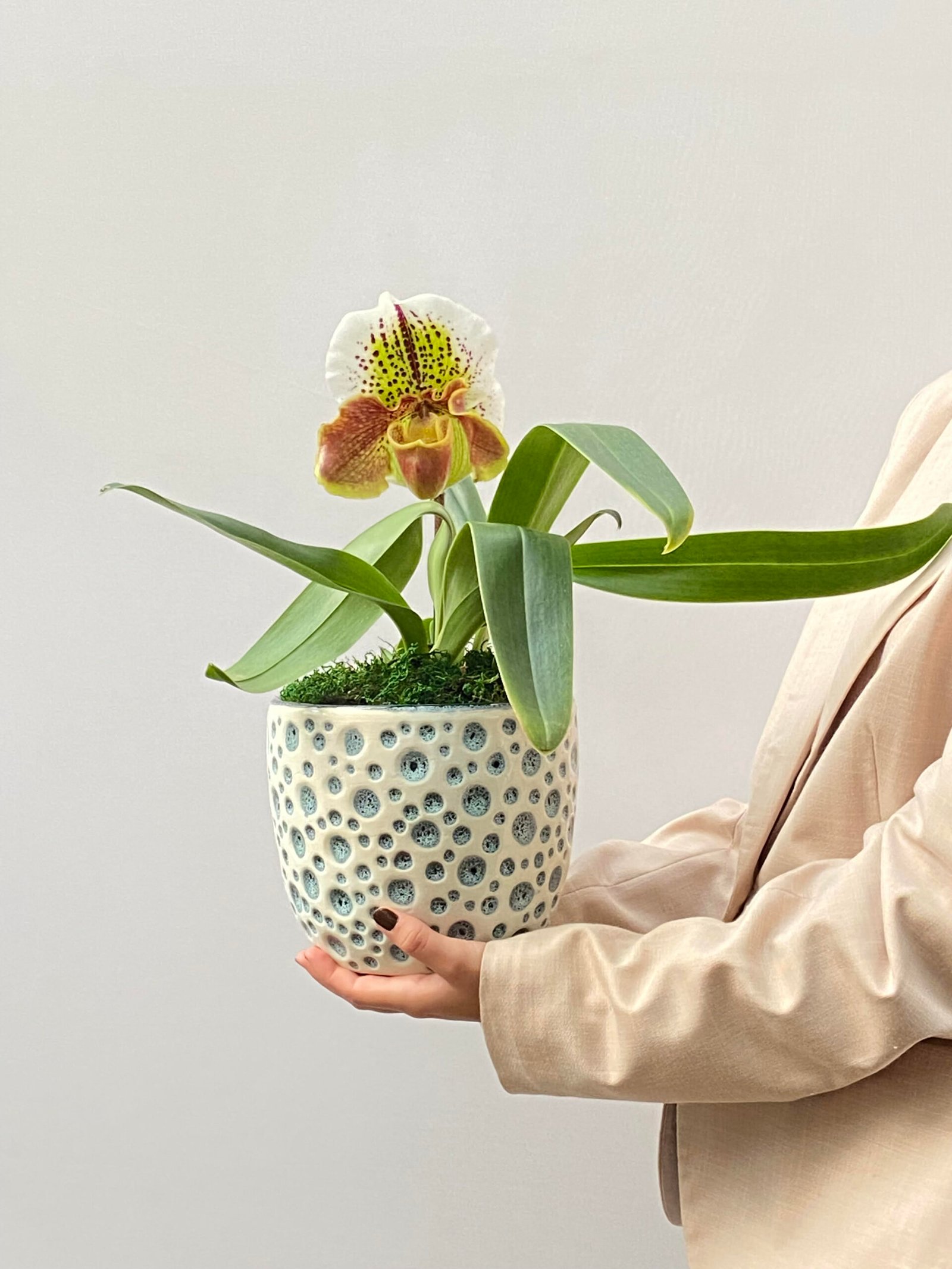 orquidea, arquitetura das flores, floriculturas perto de mim Reflet de Soie - Orquídea Paphiopedilum - Imagem 1