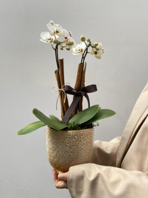 orquidea flores para presente arquitetura das flores