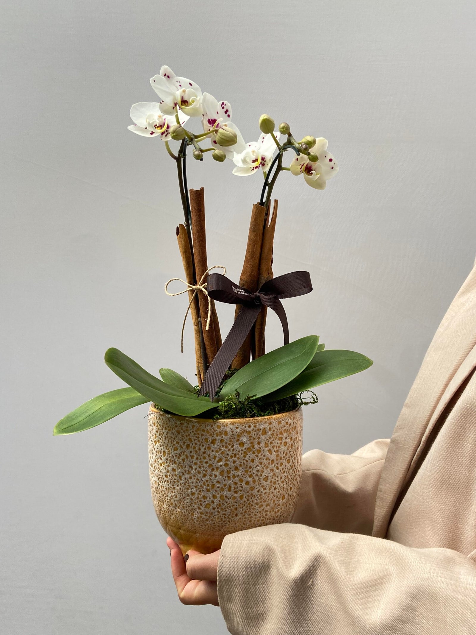 orquidea, flores para presente, arquitetura das flores Orchidée - Mini Orquídeas Phalaenopsis - Imagem 1