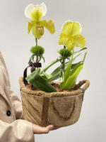 Cattleya - Orquídea Paphiopedilum